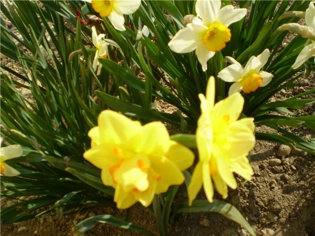 narcisi